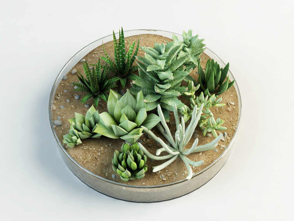 images/goods_img/202105073/succulent composition plants cacti/3.jpg